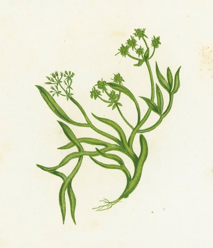 Hinojo marino, Crithmum Maritimum de English School