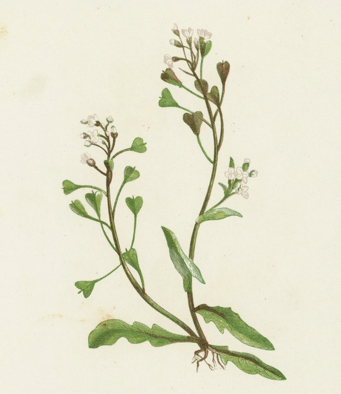 Bolsa de pastor, Capsella Bursa-pastoris de English School