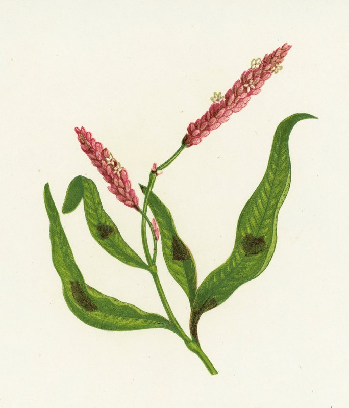 Persicaria manchada, Polygonum Persicaria de English School