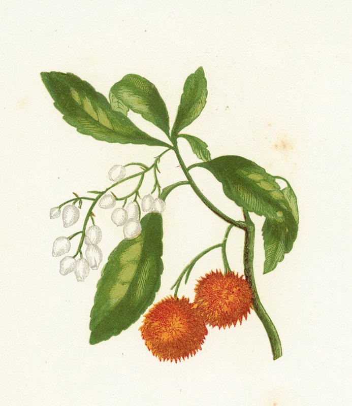 Madroño, Arbutus Unedo de English School