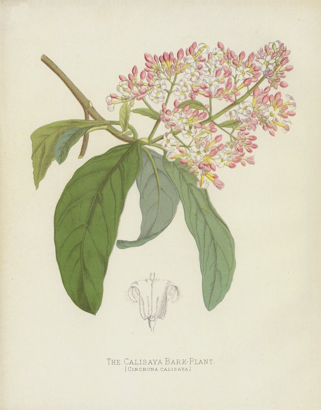 La Planta de Corteza de Calisaya, Cinchona Calisaya de English School