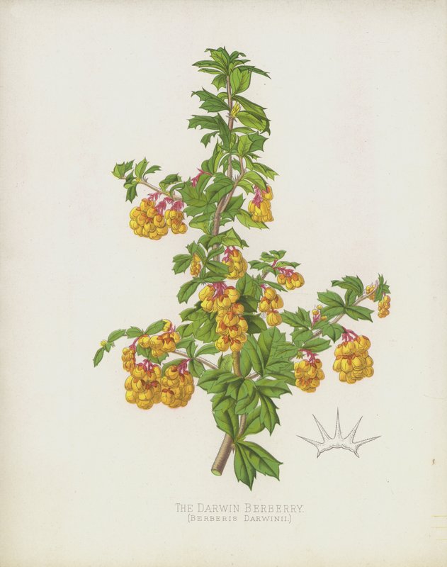 El Berberis de Darwin, Berberis Darwinii de English School