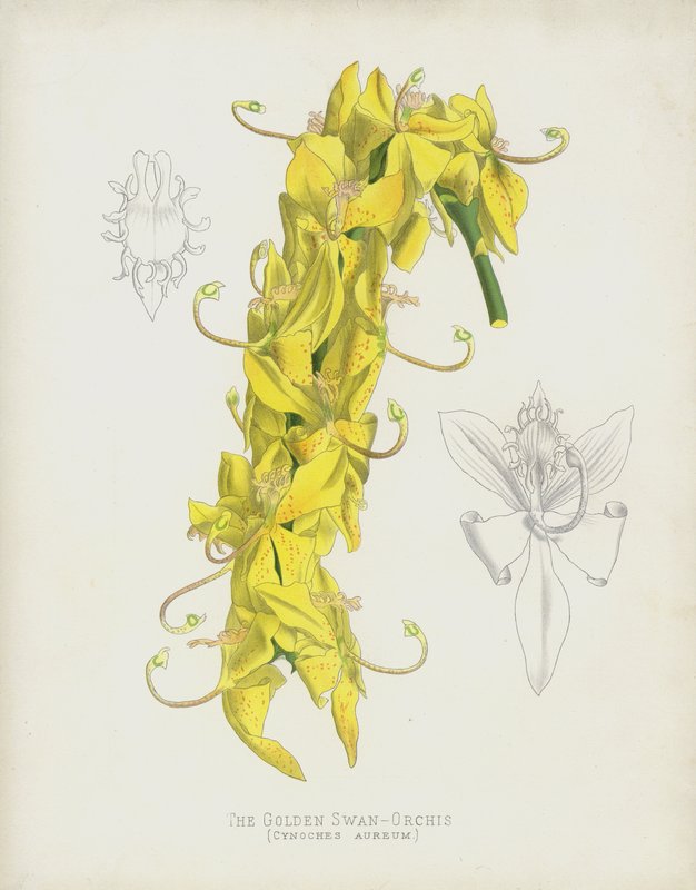 La Orquídea Cisne Dorado, Cycnoches Aureum de English School