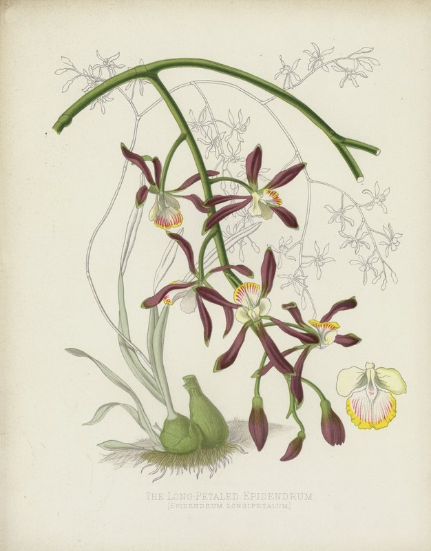 El Epidendrum de Pétalos Largos, Epidendrum Longipetalum de English School