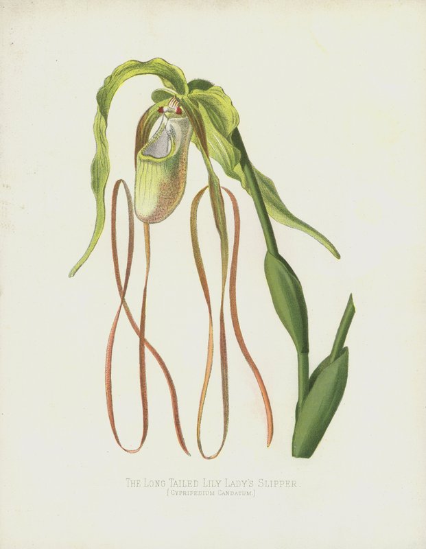 La zapatilla de dama de cola larga, Cypripedium Caudatum de English School