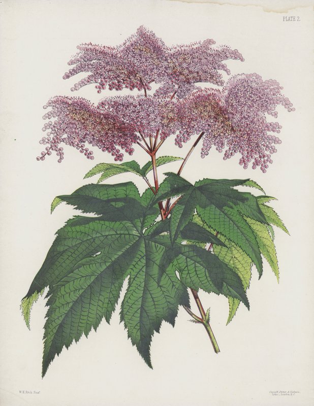 La Spiraea de hojas palmeadas, Spiraea Palmata de English School