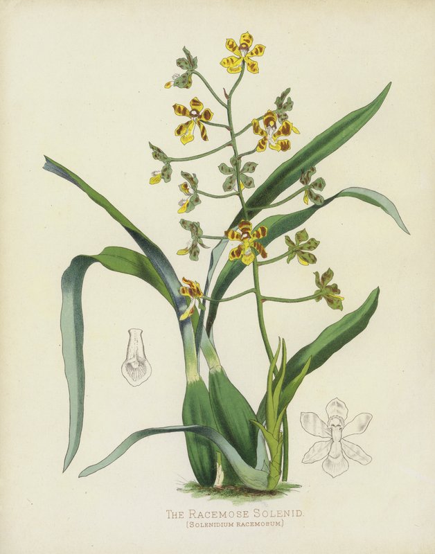 El Solenidio Racemoso, Solenidium Racemosum de English School