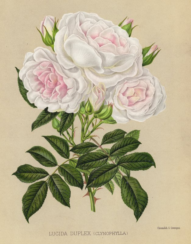 El jardín de rosas: Lucida Duplex, Clynophylla de English School