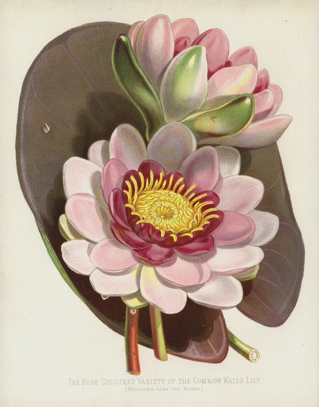 La variedad de color rosa del lirio de agua común, Nymphaea Alba, var Rosea de English School