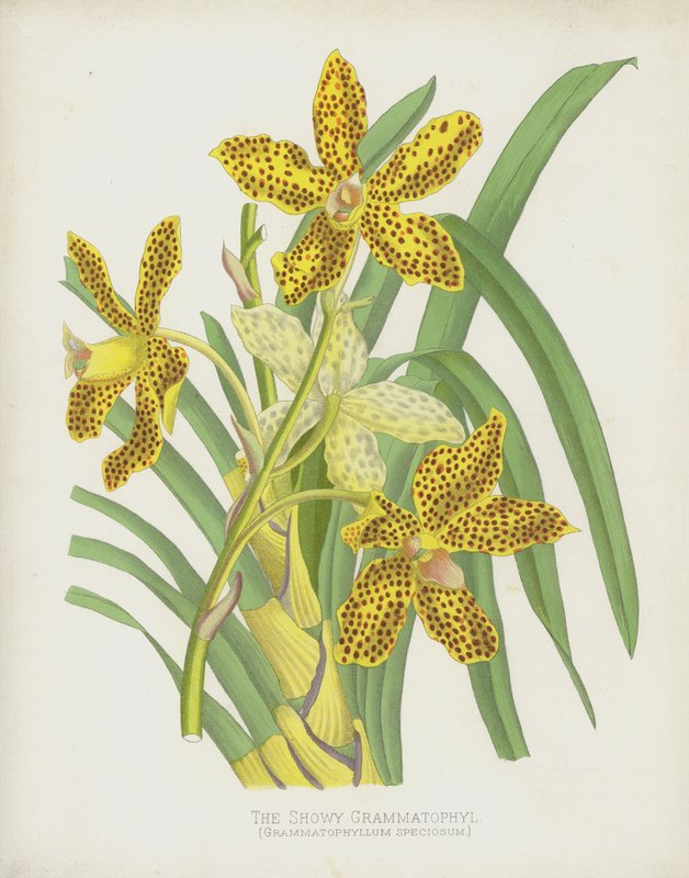El Grammatophyl Llamativo, Grammatophyllum Speciosum de English School