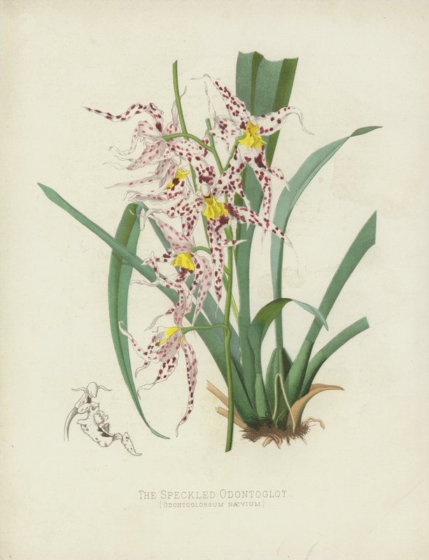 El Odontoglot moteado, Odontoglossum Naevium de English School