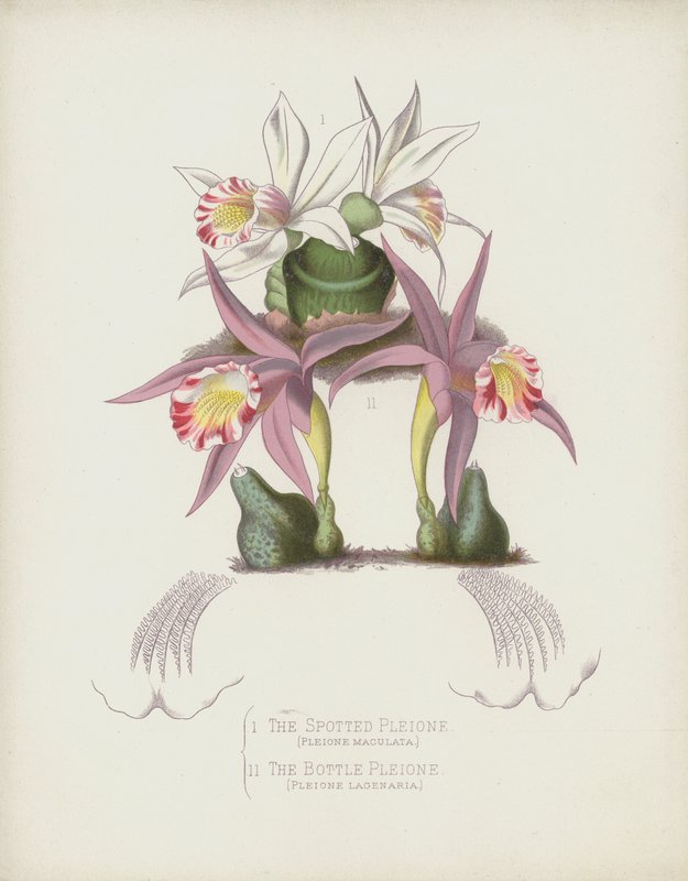 La Pleione Manchada, Pleione Maculata; La Pleione Botella, Pleione Lagenaria de English School