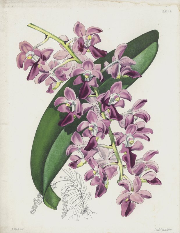 La planta de aire de hojas gruesas, Aerides Crassifolium de English School