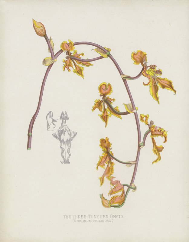 El Oncidio de Tres Lenguas, Oncidium Trilingue de English School