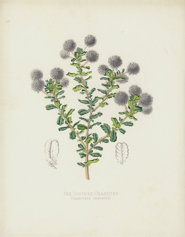 El Ceanothe dentado, Ceanothus Dentatus de English School