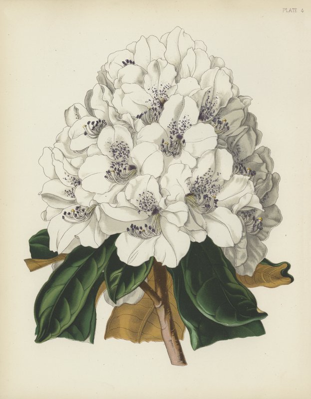 El rododendro blanco Cunningham, Rhododendron Cinnamomeum; var Cunninghami de English School