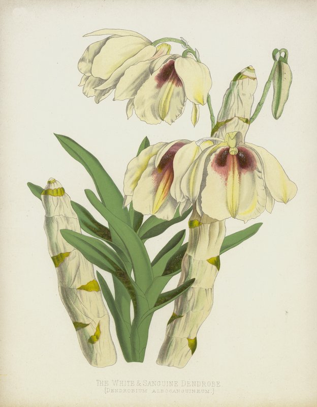 El Dendrobe Blanco y Sanguíneo, Dendrobium Albosanguineum de English School