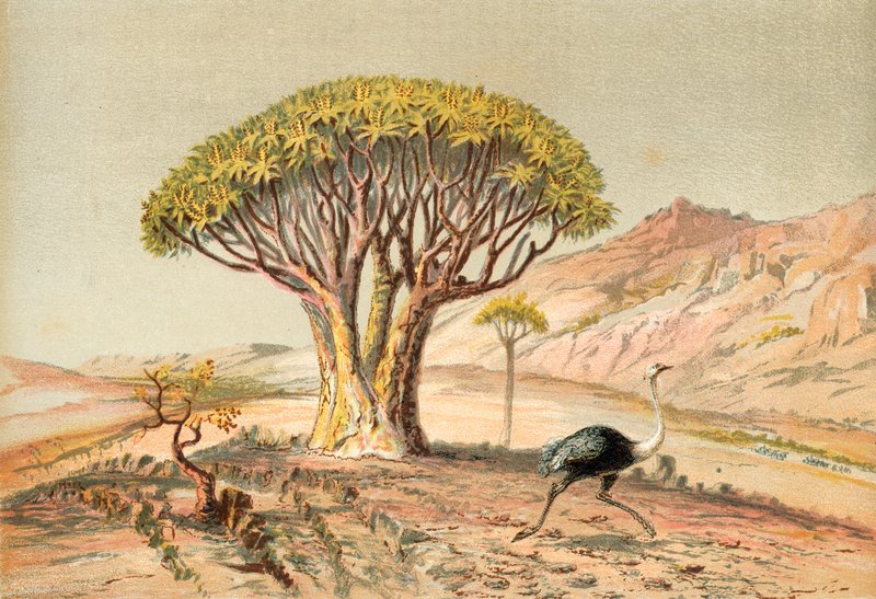 Los grandes árboles: aloe de Damaraland, África del Sudoeste de English School