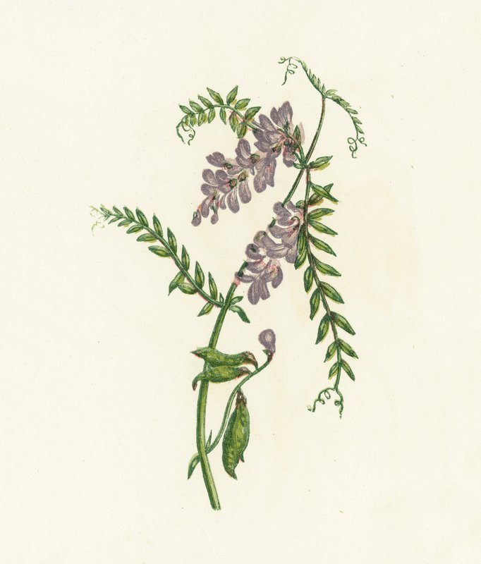 Veza enredadera, Vicia Cracca de English School