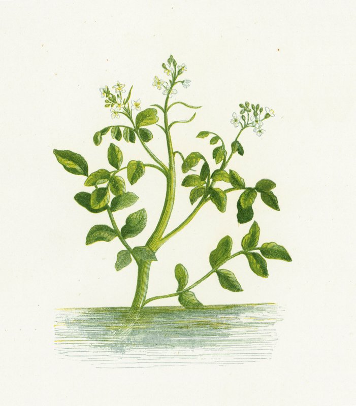 Berro, Nasturtium Officinale de English School