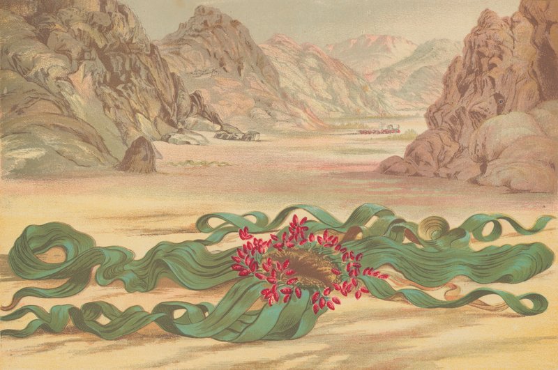 Welwitschia mirabilis, planta del África del Sudoeste de English School
