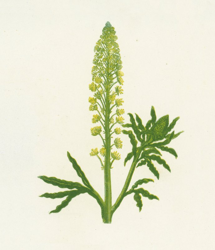 Reseda silvestre, Reseda Lutea de English School