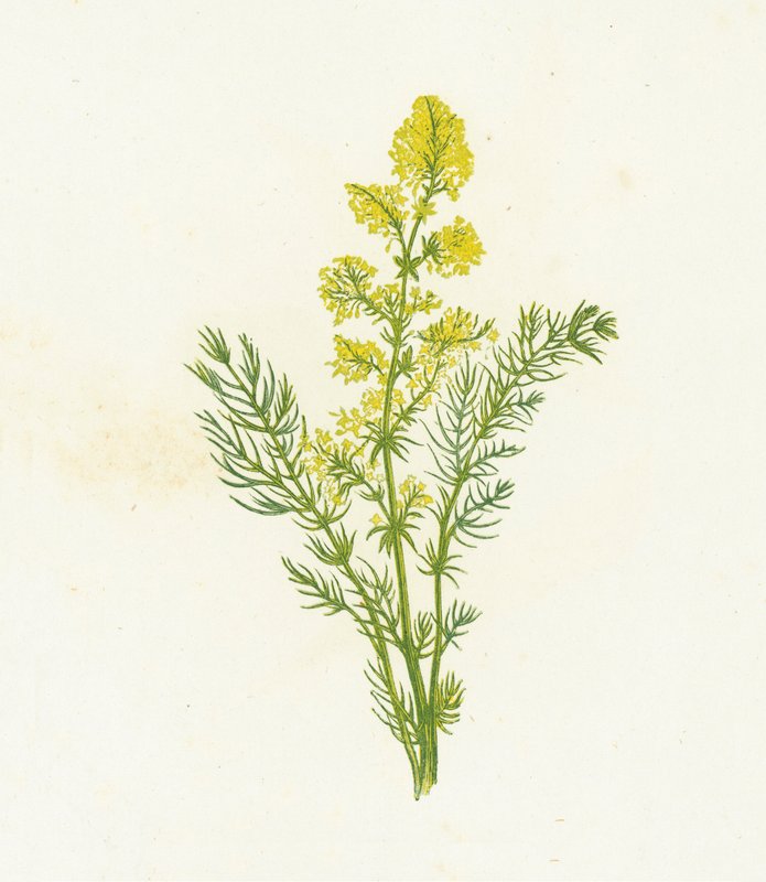 Galio amarillo, Galium Verum de English School