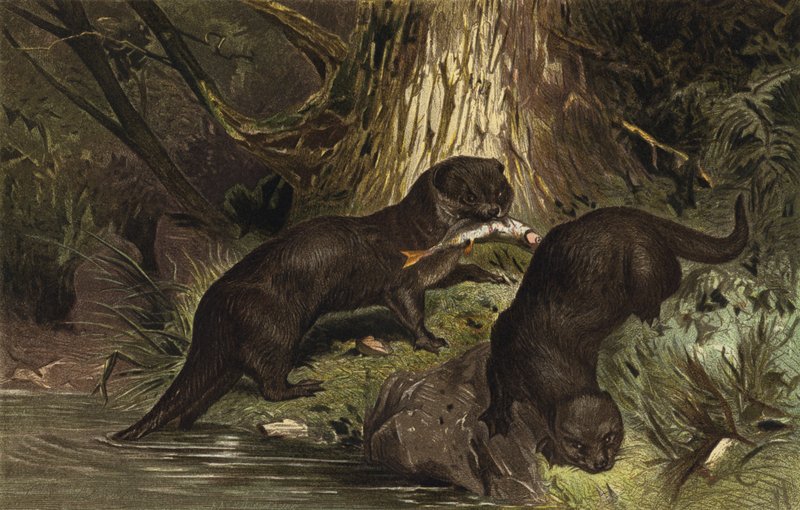 Nutria de European School
