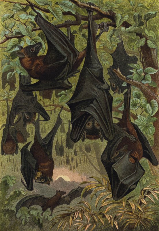 Zorro volador de European School