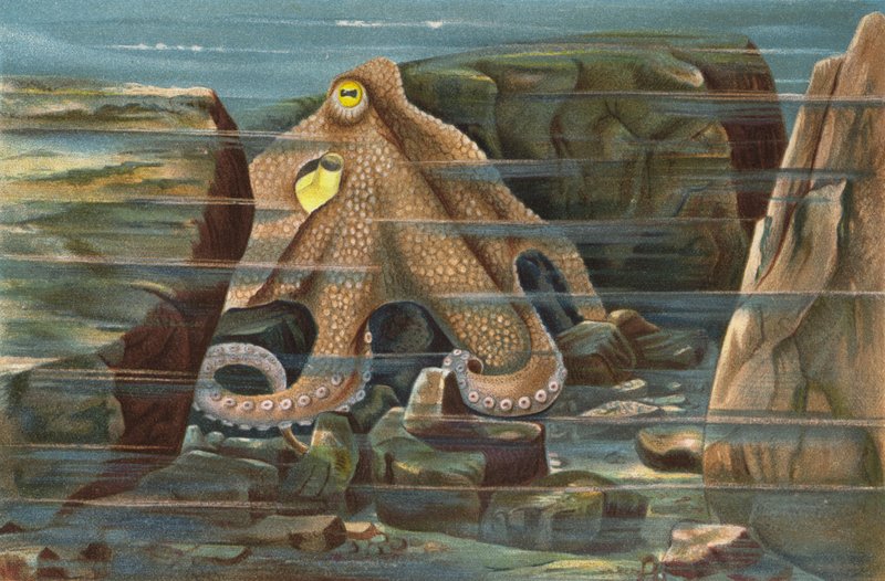 Pulpo, acechando en su nido de piedra de European School