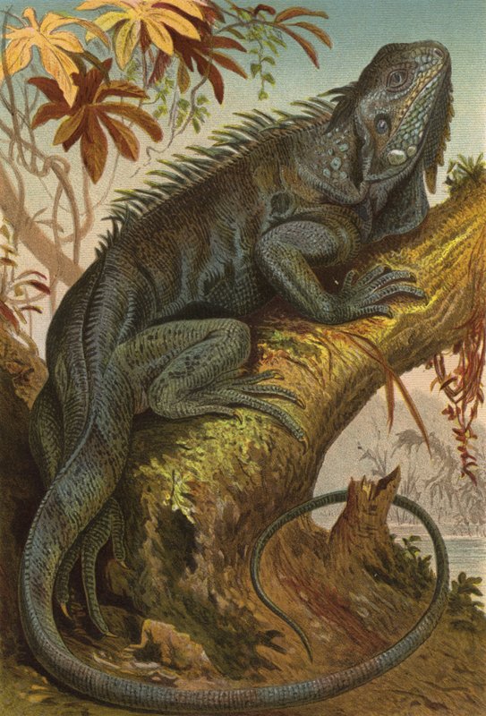 Iguana de European School