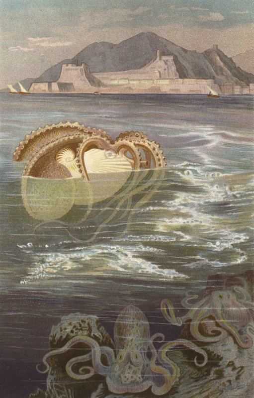 Nautilus de papel de European School