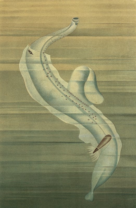Pterotrachea de European School