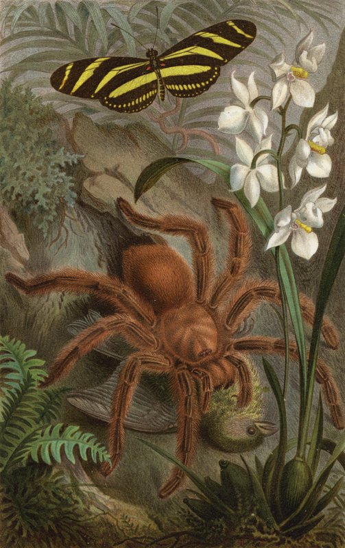 Tarántula de European School