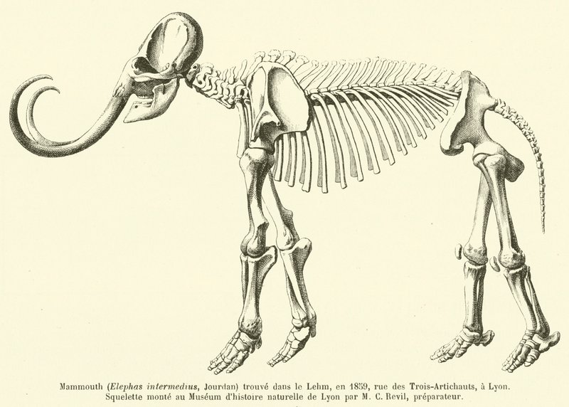 Mamut (Elephas intermedius, Jourdan) encontrado en el Lehm, en 1859, calle de los Tres-Alcachofas, en Lyon de French School