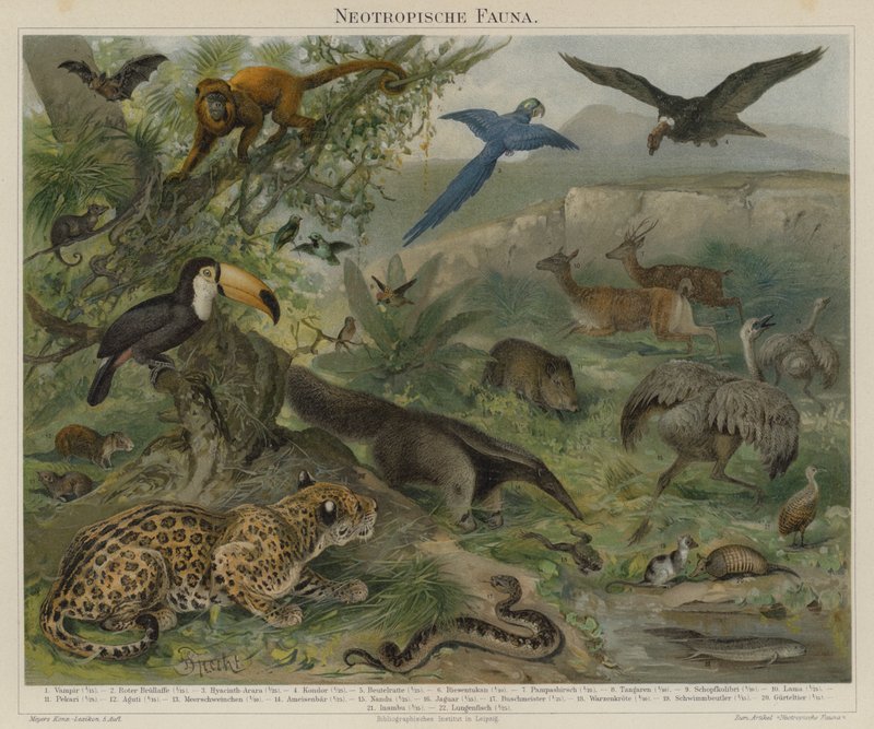 Fauna neotropical de German School