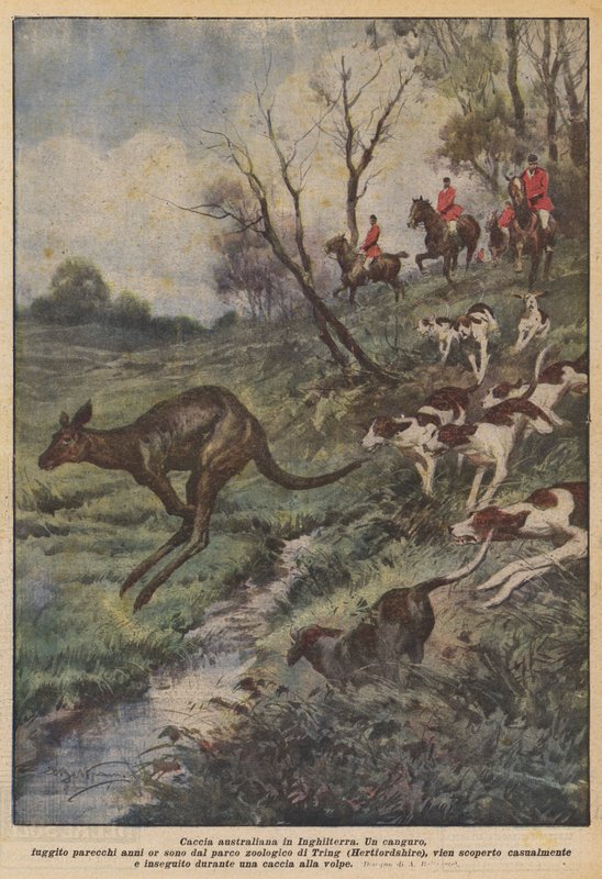 Caza australiana en Inglaterra de Achille Beltrame