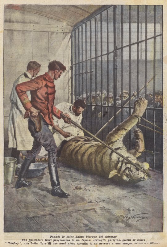 Cuando las fieras necesitan al cirujano de Achille Beltrame