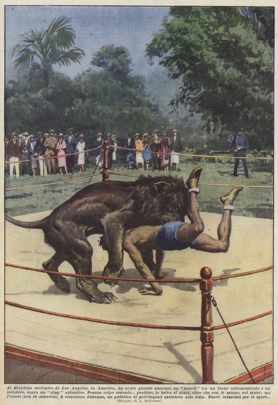 En el zoológico de Los Ángeles, en América, tuvo gran éxito un combate entre un león de Achille Beltrame