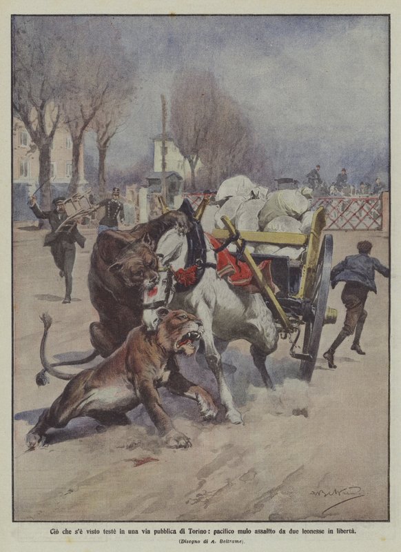 Lo que se vio en una vía pública de Turín, mulo pacífico atacado por dos leonas en libertad de Achille Beltrame
