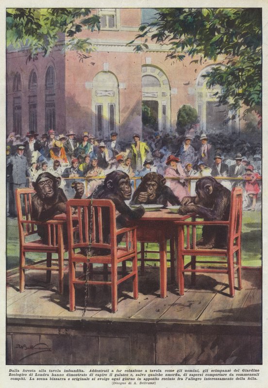 De la selva a la mesa servida de Achille Beltrame
