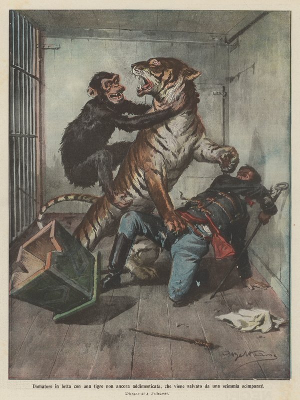 Domador en lucha con un tigre no domesticado, que es salvado por un chimpancé de Achille Beltrame