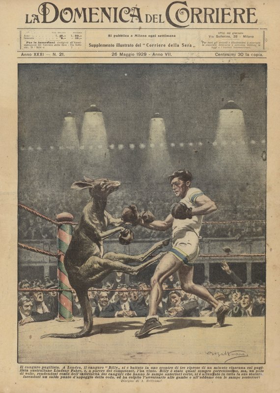 El canguro boxeador de Achille Beltrame