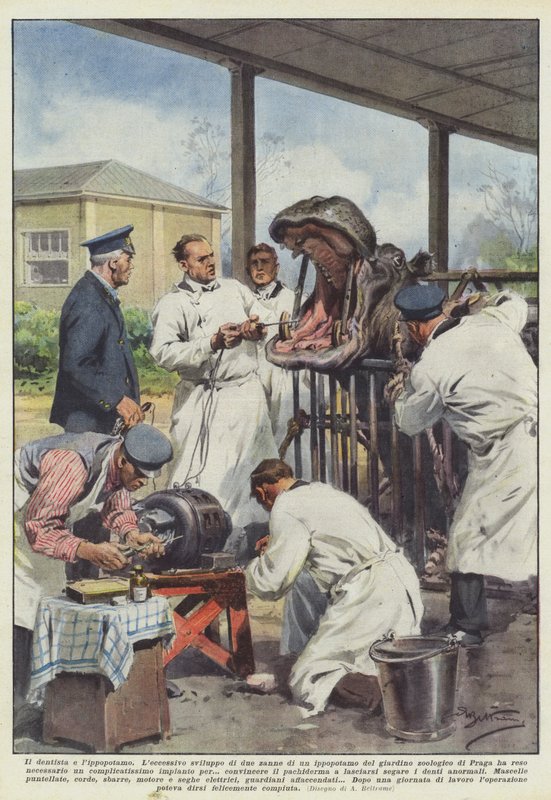 El dentista y el hipopótamo de Achille Beltrame