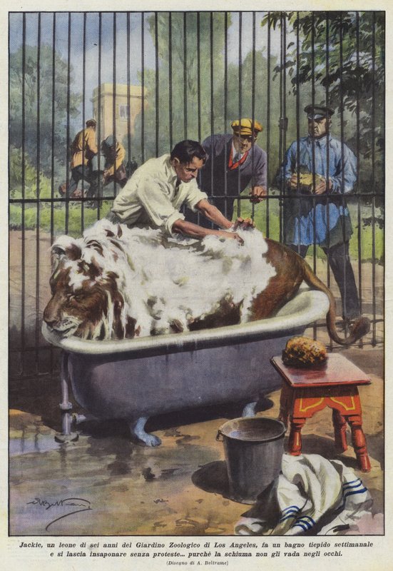 Jackie, un león de seis años del Zoológico de Los Ángeles, toma un baño tibio de Achille Beltrame
