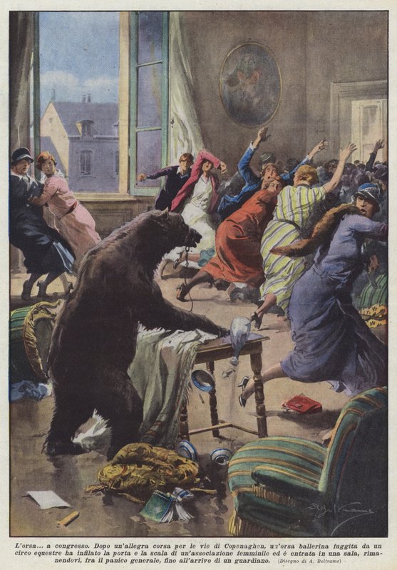 El oso en congreso de Achille Beltrame