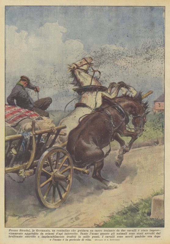 Cerca de Stendal, en Alemania, un campesino que conducía un carro tirado por dos caballos fue de Achille Beltrame