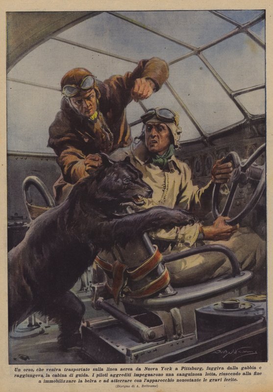 Un oso, que era transportado por la línea aérea de Nueva York a Pittsburgh, escapó de la jaula de Achille Beltrame