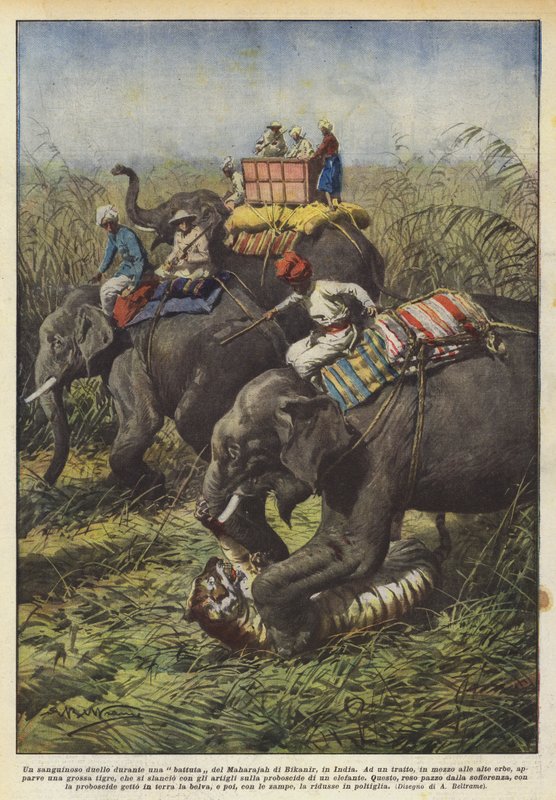 Un sangriento duelo durante una cacería del Maharajá de Bikanir, en India de Achille Beltrame