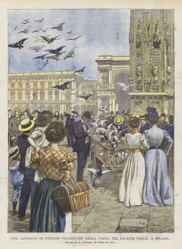 Una suelta de palomas mensajeras desde la plaza del Palacio Real, en Milán de Achille Beltrame